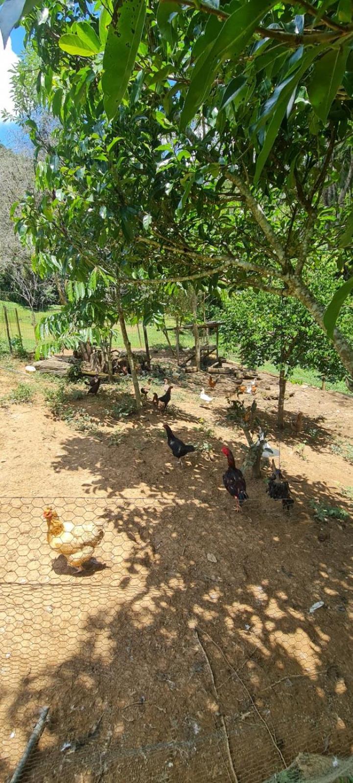 فيلا Sitio Saramandaia جوكيتيبا المظهر الخارجي الصورة